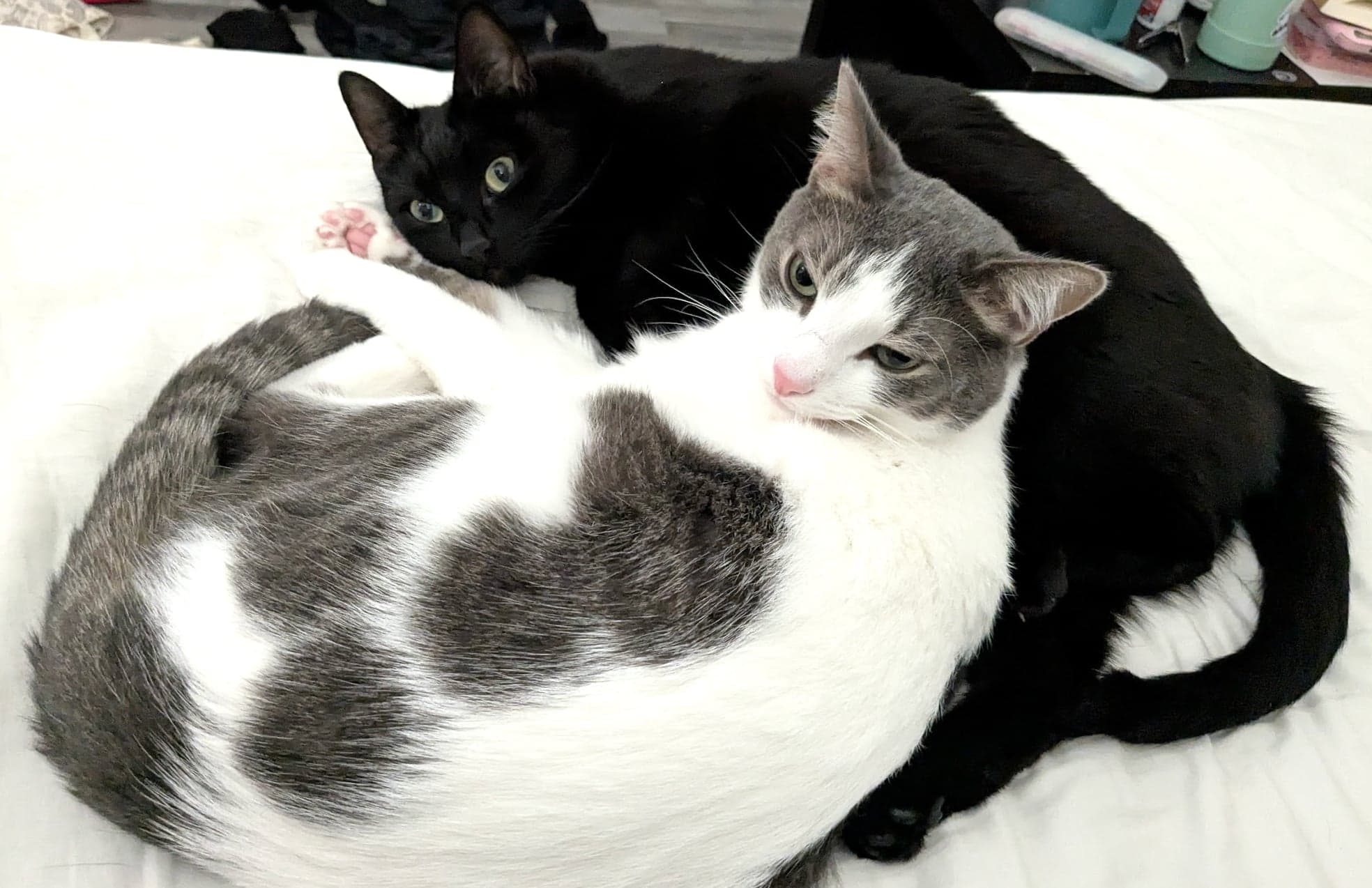 Coco and Pebbles