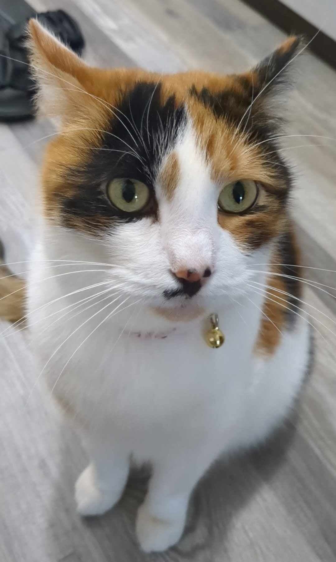 Peanut (now Indrani) 🥜