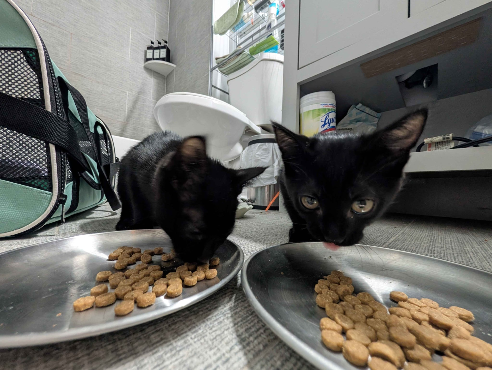 Poco and Loco eating side by side